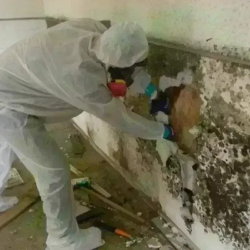 Mold Remediation and Removal in Herculaneum, MO